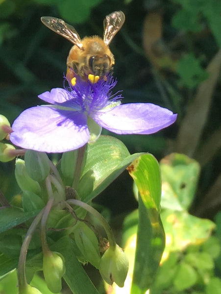Bee Pollen 8oz